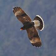 Mountain Caracara