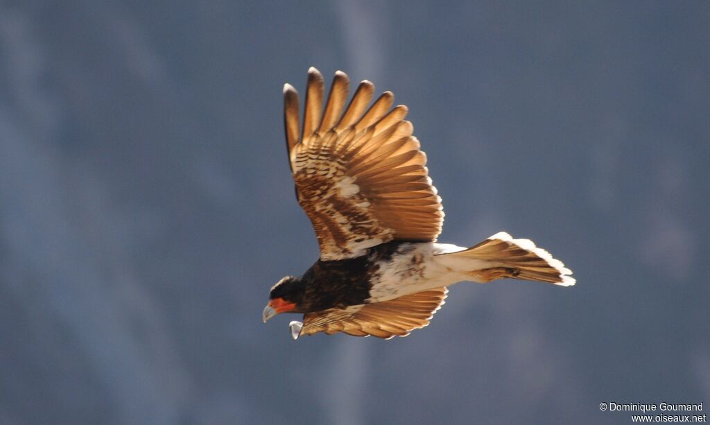 Mountain Caracara