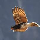 Caracara montagnard