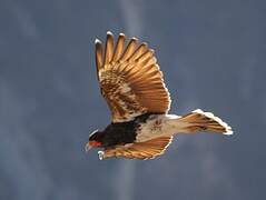 Caracara montagnard