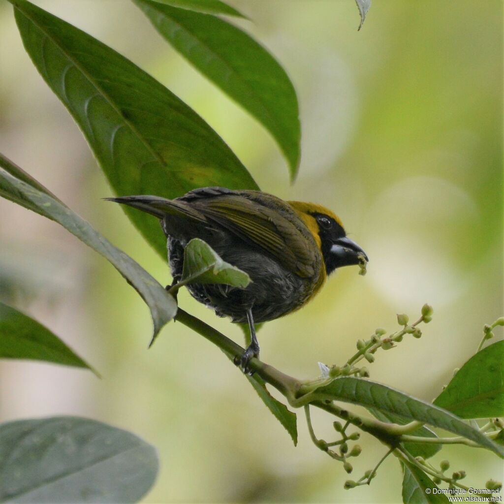 Black-faced Grosbeakadult