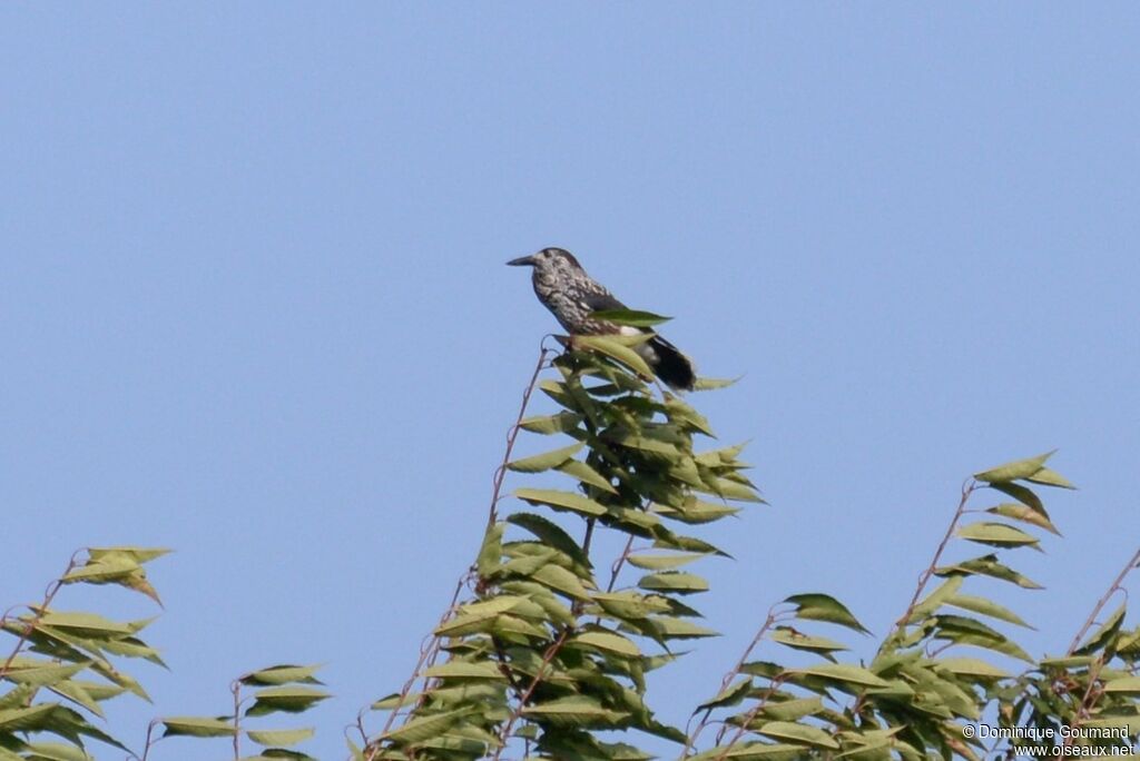 Spotted Nutcracker