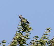 Spotted Nutcracker