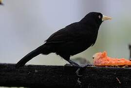 Yellow-billed Cacique