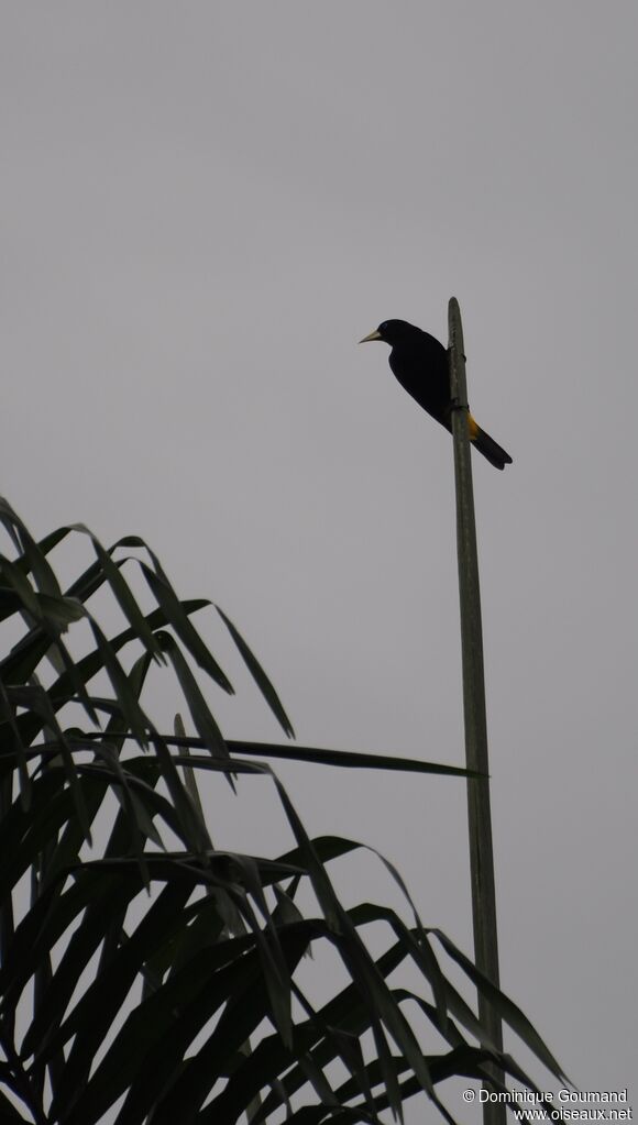 Yellow-rumped Cacique