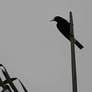 Yellow-rumped Cacique