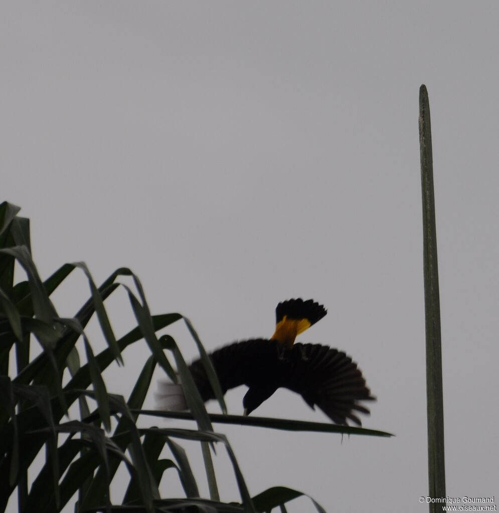 Yellow-rumped Cacique