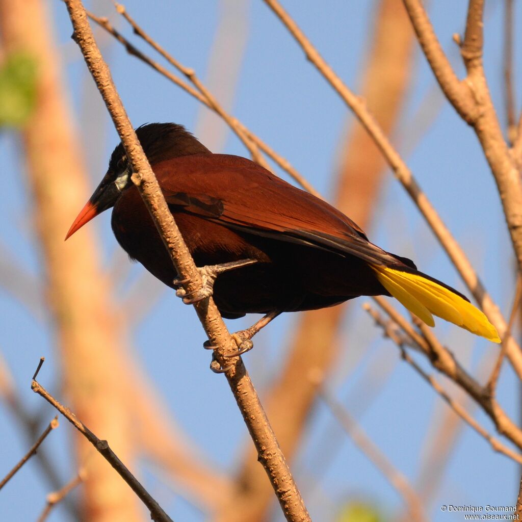 Montezuma Oropendolaadult