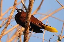 Montezuma Oropendola