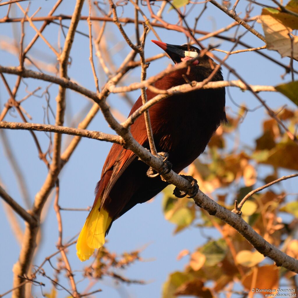 Montezuma Oropendolaadult