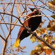 Montezuma Oropendola