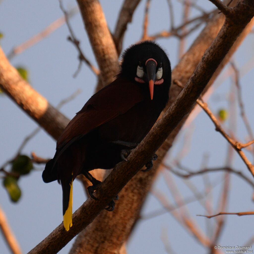 Montezuma Oropendolaadult