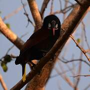 Montezuma Oropendola