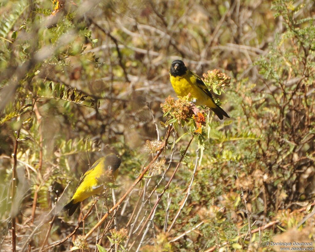 Hooded Siskin male