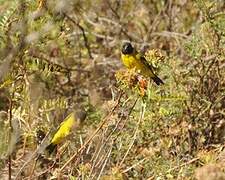 Hooded Siskin