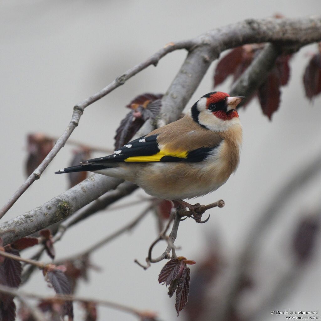 Chardonneret élégantadulte