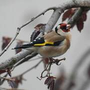 European Goldfinch