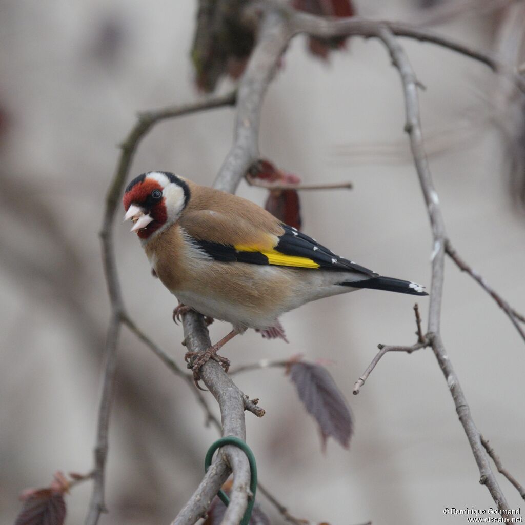 Chardonneret élégantadulte