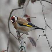 European Goldfinch