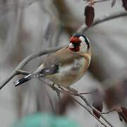 European Goldfinch