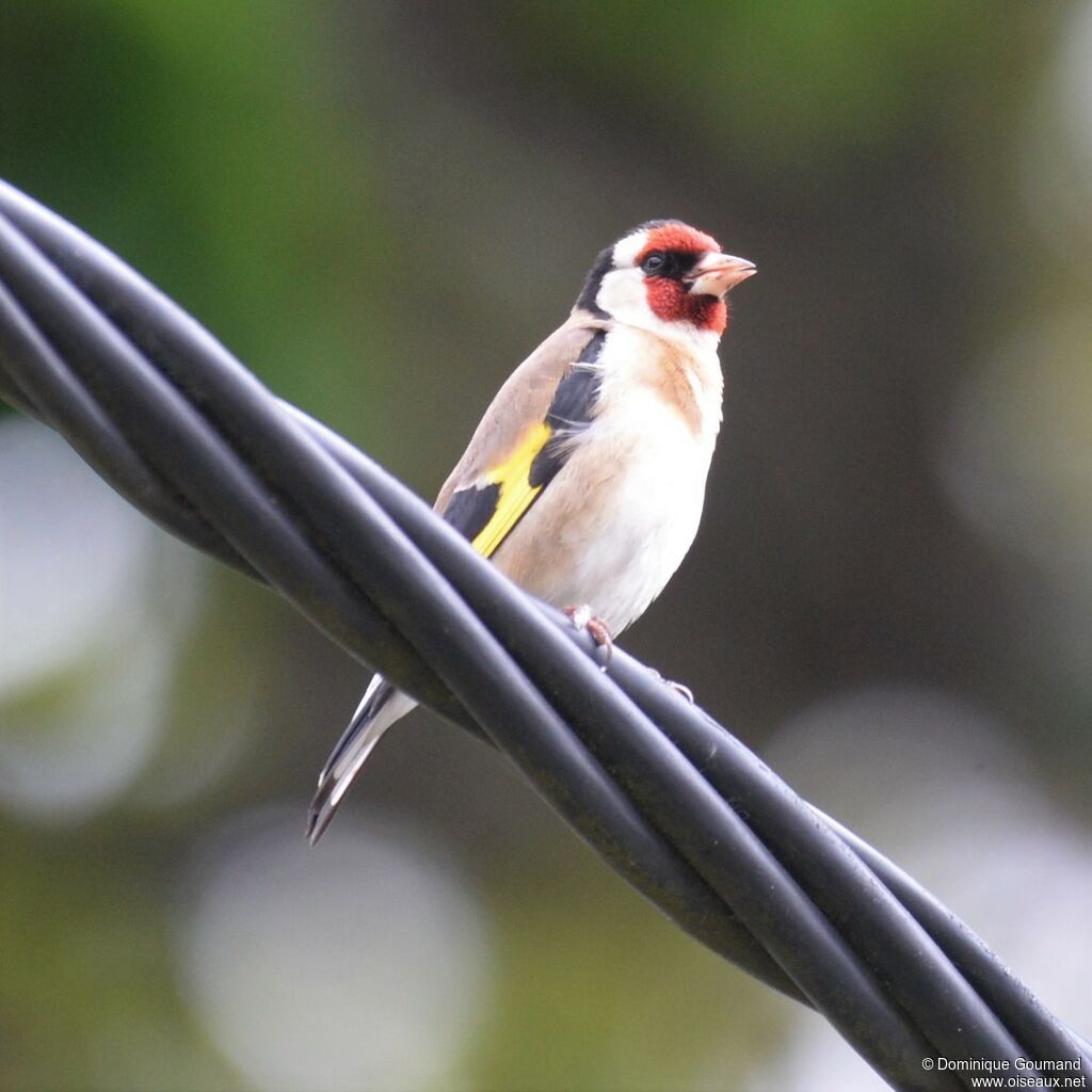 European Goldfinch male adult breeding