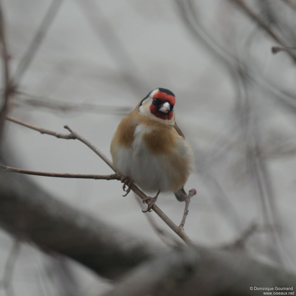 European Goldfinch male adult