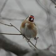 European Goldfinch