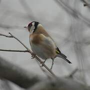 European Goldfinch