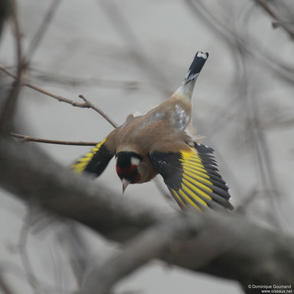 European Goldfinch male adult