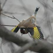 European Goldfinch