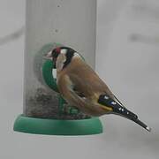 European Goldfinch