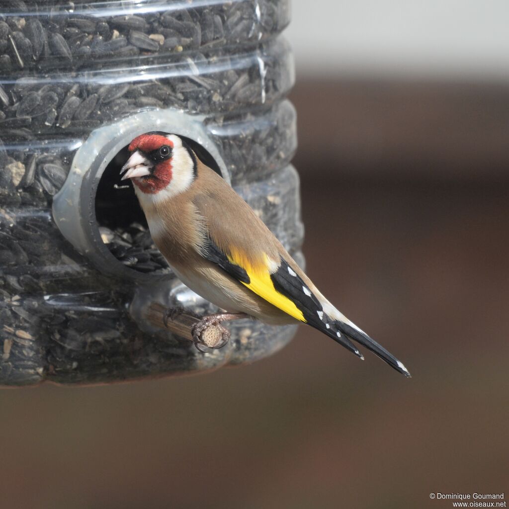 European Goldfinch male adult breeding