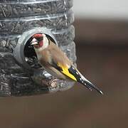 European Goldfinch