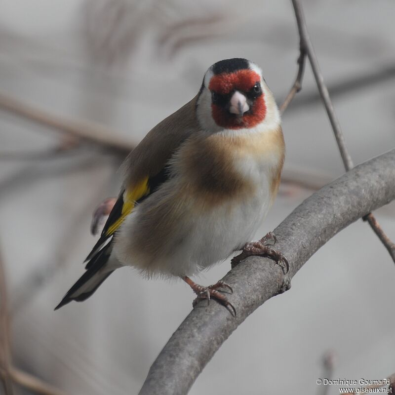 European Goldfinch female adult breeding