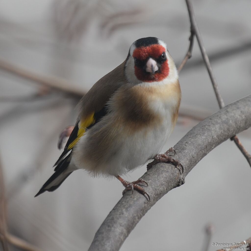 European Goldfinch female adult breeding