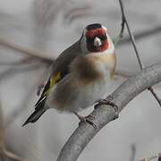 European Goldfinch