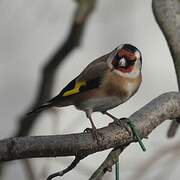 European Goldfinch