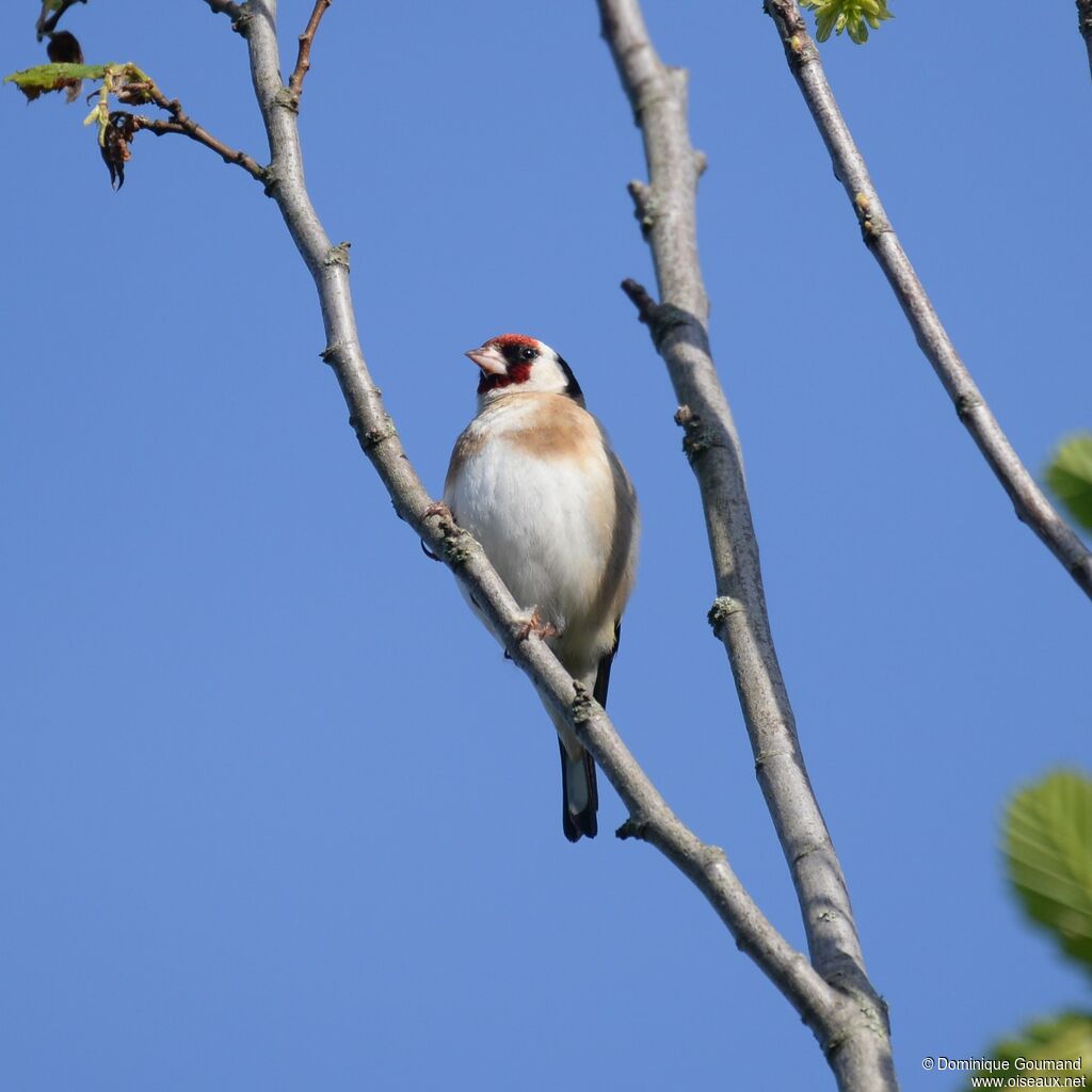 European Goldfinch