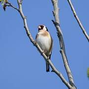 European Goldfinch