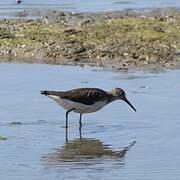 Green Sandpiper