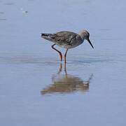 Common Redshank