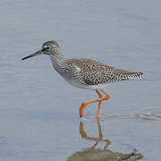 Common Redshank