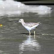 Spotted Sandpiper