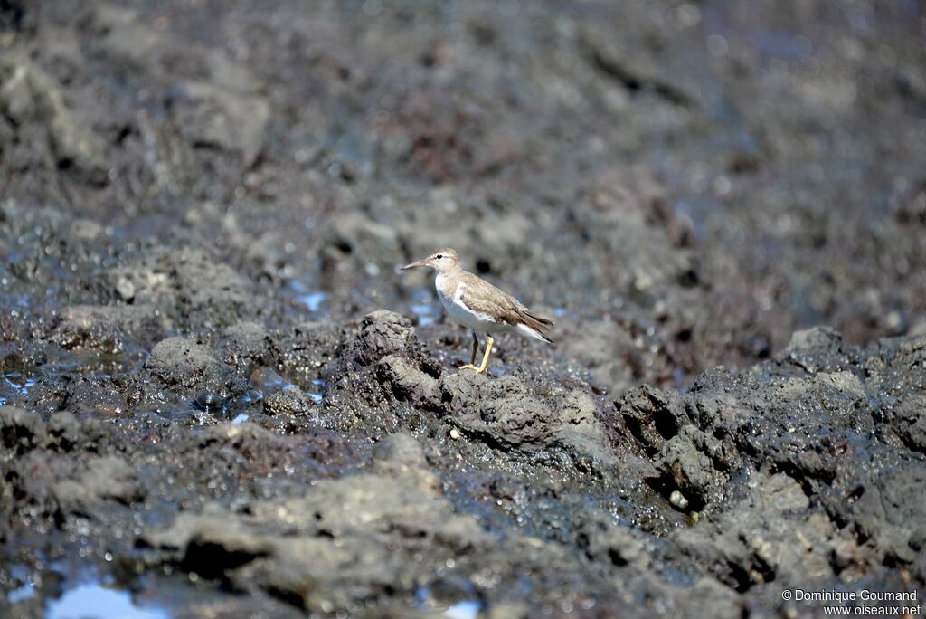 Spotted Sandpiperadult