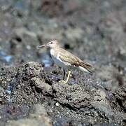 Spotted Sandpiper