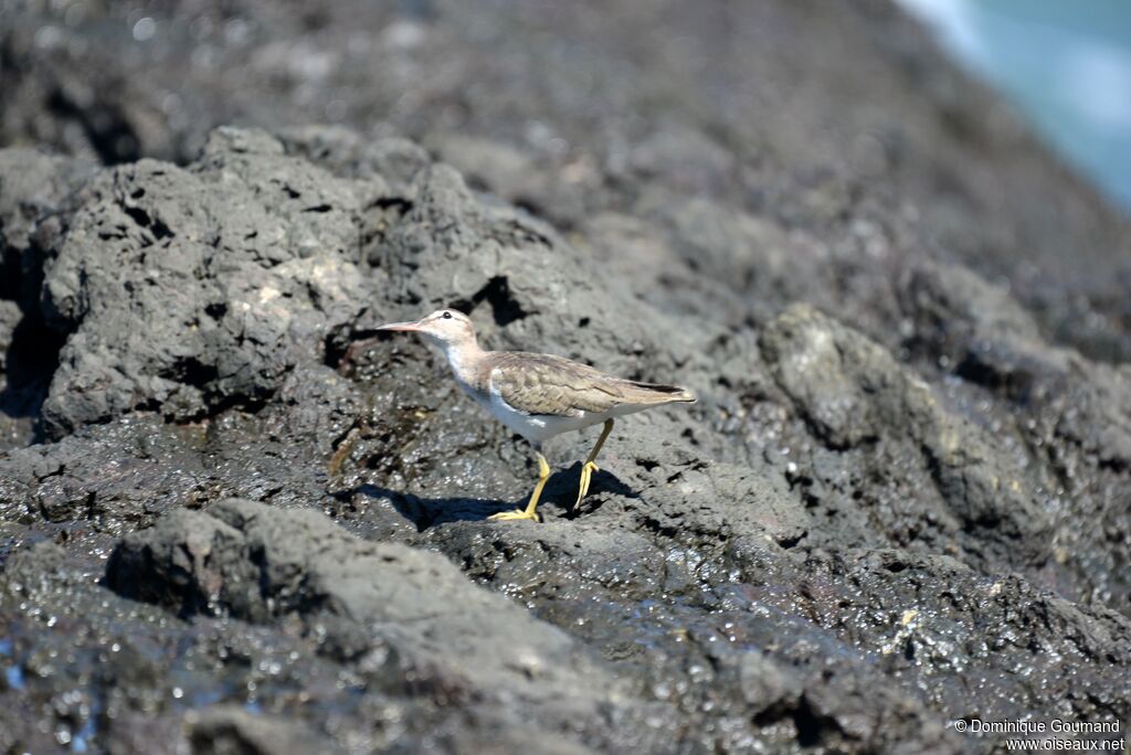 Spotted Sandpiperadult