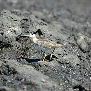 Spotted Sandpiper