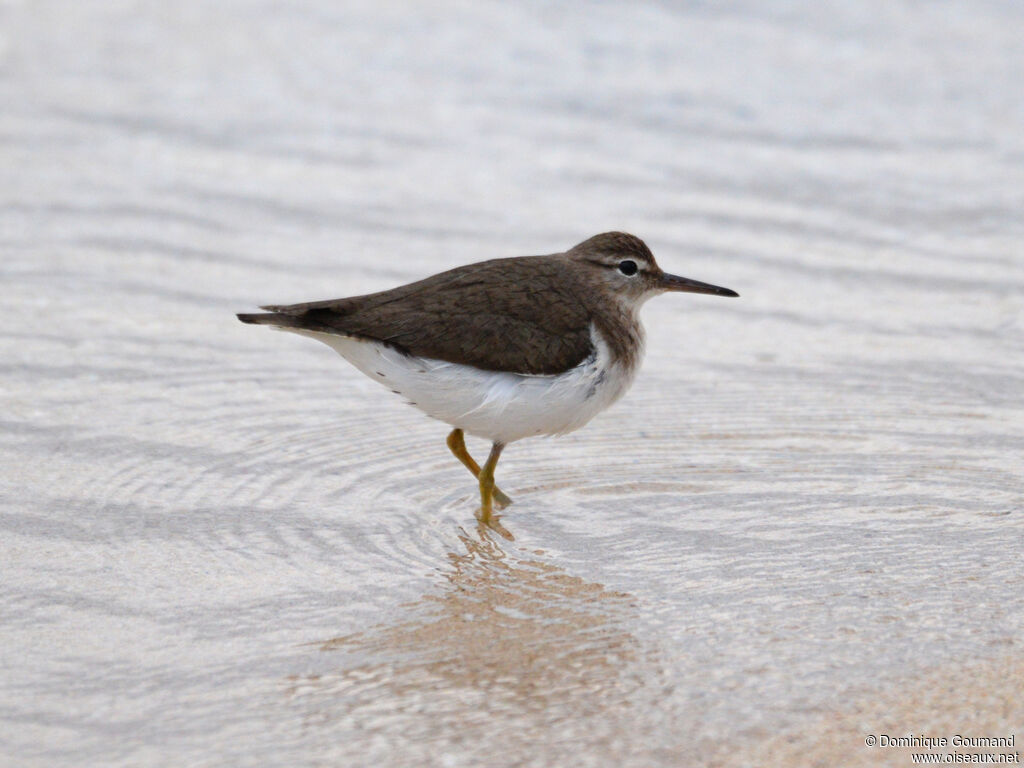 Chevalier griveléadulte