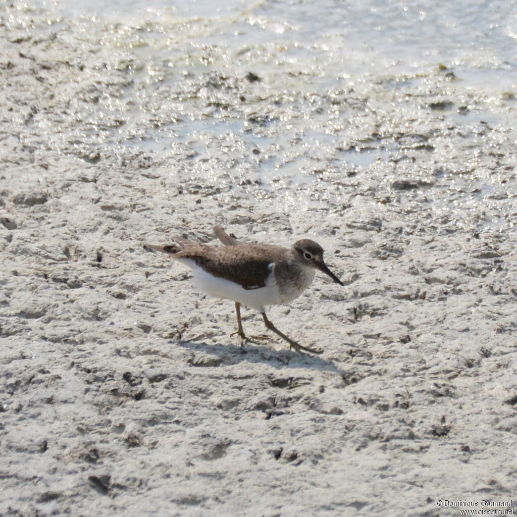 Chevalier guignetteadulte transition, identification, mange