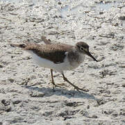 Common Sandpiper